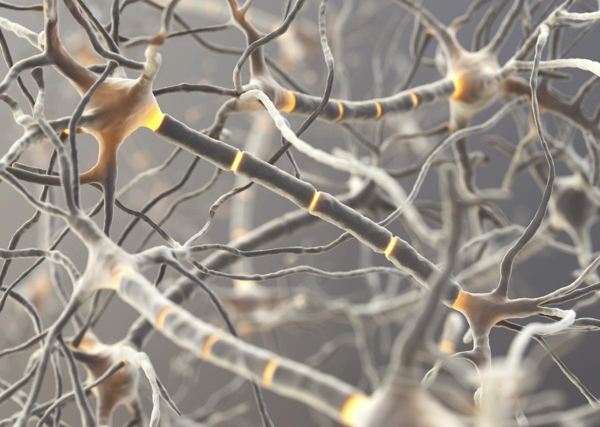 Myelinated Neurons