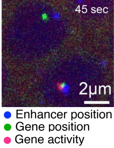 close proximity of enhancer and target genes allows gene activation