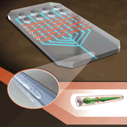 Microfluidic platform for testing novel drug treatments for aging and neurodegenerative diseases Microfluidic platform for testing novel drug treatments for aging and neurodegenerative diseases