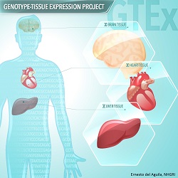 Genotype-Tissue Expression Program
