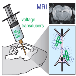 Micron-scale circuits (green) will be designed to adhere to brain cells and convert neural voltage signals into magnetic fields detectable by imaging Micron-scale circuits (green) will be designed to adhere to brain cells and convert neural voltage signals into magnetic fields detectable by imaging