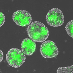 Microscale materials (green) entrapped within aggregates of stem cells. Microscale materials (green) entrapped within aggregates of stem cells.