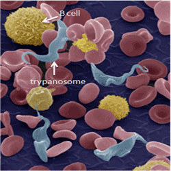 Trypanosomes and immune cells (B cells) Trypanosomes and immune cells (B cells)