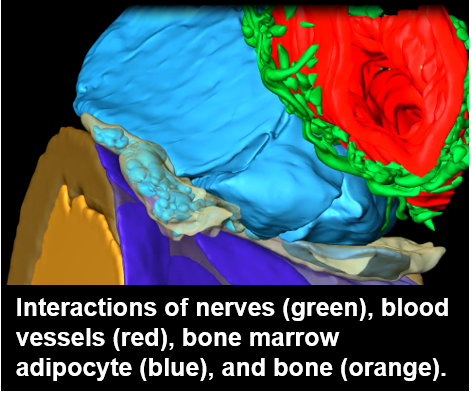 Interactions of the nerves, blood vessels, bone marrow adipocyte, and bone