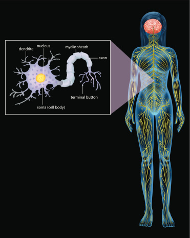SPARC Female Neuron