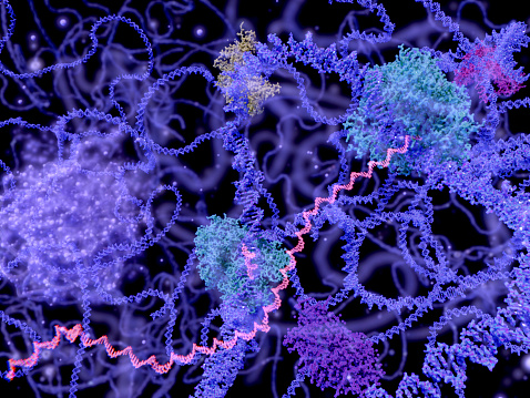 Cell nucleus