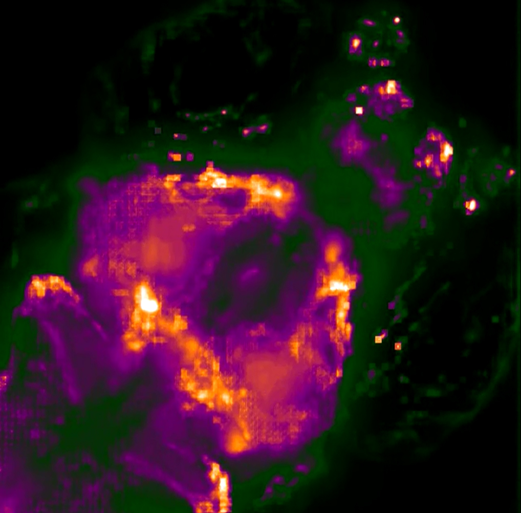 Image of a Zebrafish Brain