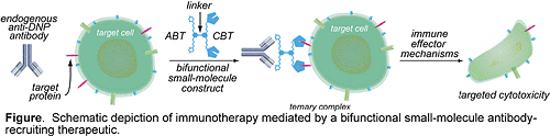 Figure: Schematic depiction of immunotherapy mediated by a bifunctional small-molecule antibody-recruiting therapeutic
