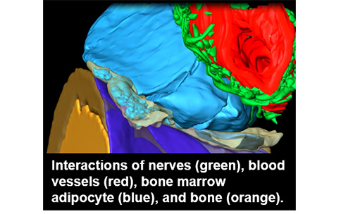 Interactions of nerves (green), blood vessels (red), bone marrow adipocyte (blue), and bone (orange).