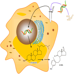 Schematic of using bacterial genes to engineer human immune cells to “eat” cholesterol Schematic of using bacterial genes to engineer human immune cells to “eat” cholesterol