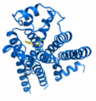 β2-adrenergic receptor Photo credit: NIGMS Image Gallery