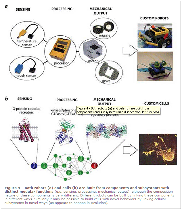 Figure 4 - Both robots (a) and cells (b) are built from components and subsystems with distinct modular functions