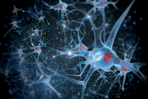 Neurons and their connections