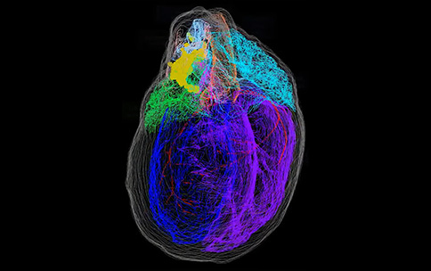 The first 3D map of the heart's 'brain'. Achanta et al./iScience