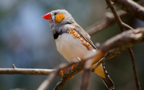 Brightly colored zebra finch sitting on a tree branch