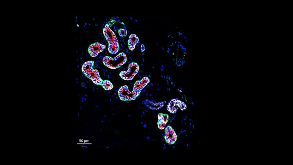 CellDIVE image of glands in skin, courtesy of Dr. Liz McDonough from GE