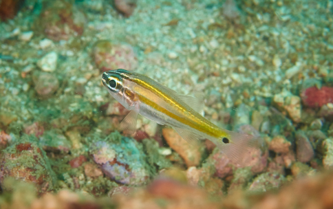 A small, translucent yellow fish against a rocky green background