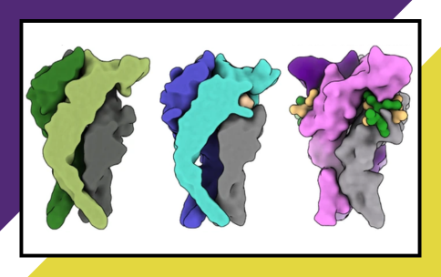 Depiction of a protein in three different confirmations