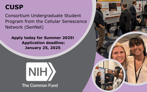 Text reads: CUSP, Consortium Undergraduate Student Program from the Cellular Senescence Network (SenNet). Apply today for Summer 2025! Application deadline: January 25, 2025. 