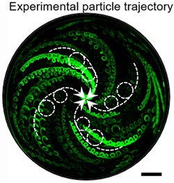 experimental particle path