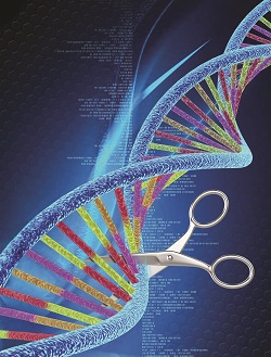 CRISPR knockout method