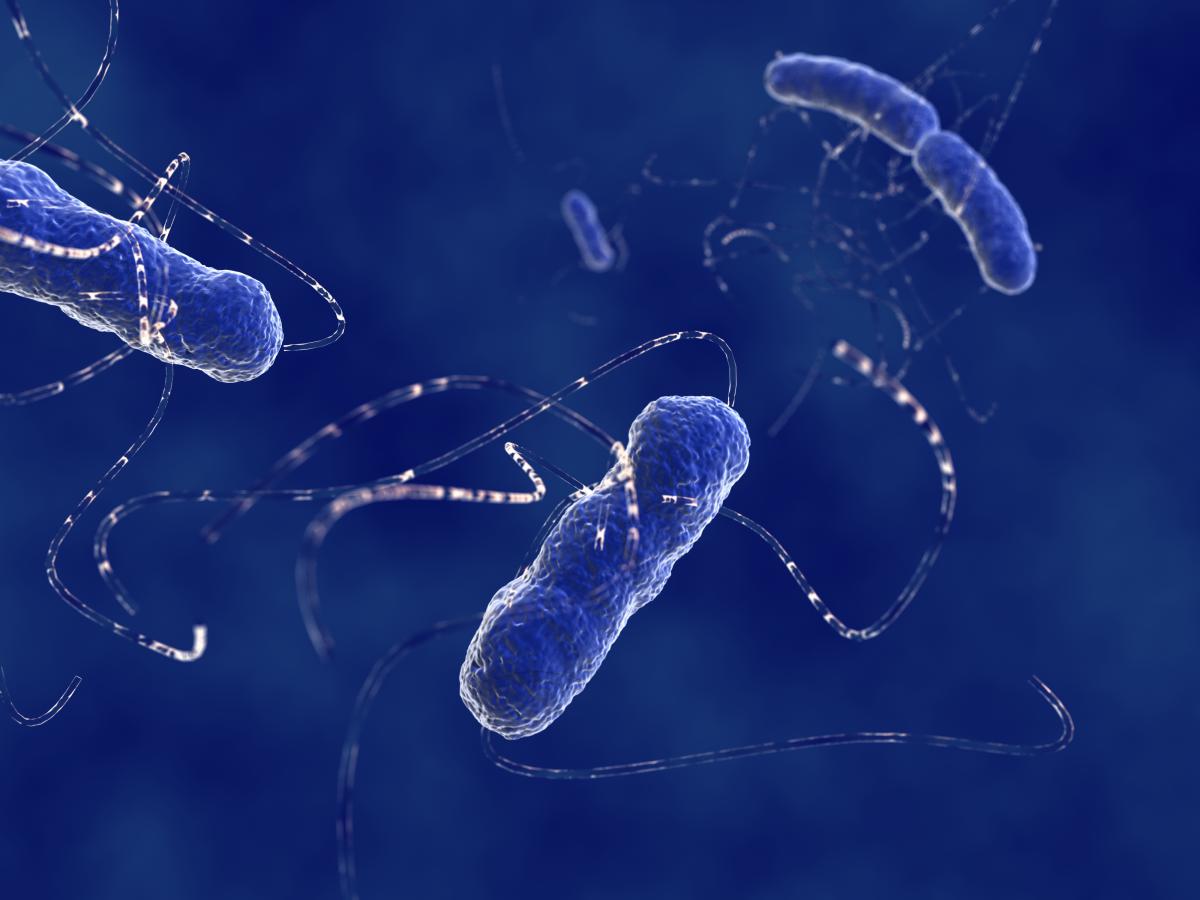 E. Coli