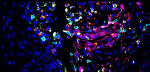 Cell DIVE image of skin, courtesy of Liz McDonough of GE Research