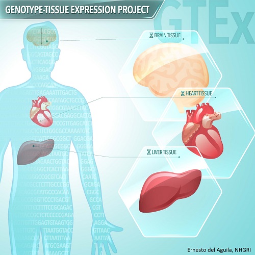 Tissue Sampling for the Genotype-Tissue Expression Project