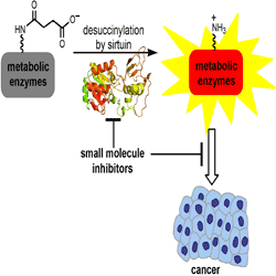 Fighting cancer by inhibiting desuccinylation of metabolic enzymes Fighting cancer by inhibiting desuccinylation of metabolic enzymes
