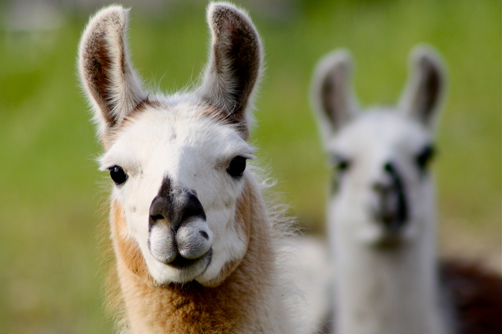 Alpacas De Palla