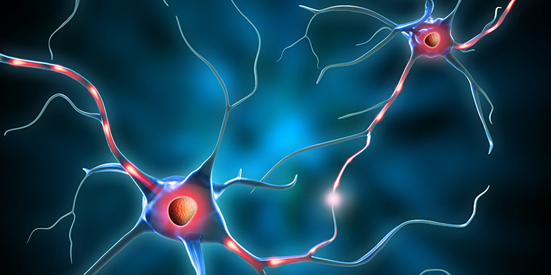 Stylized illustration of a neuron