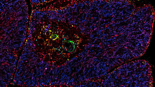 IBEX image of thymus, courtesy of Dr. Andrea Radtke, in the Germain lab at NIAID