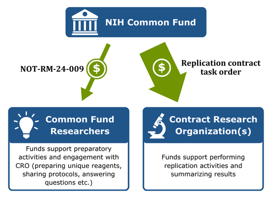 A blue box with white text reads “NIH Common Fund” and a white icon representing a government building. Below the box are a small green arrow and a thick green arrow, both with dollar signs on the arrows. The thin arrow has the label “NOT-RM-24-009” and points to the left to a blue box that reads “Common Fund Researchers” with a lightbulb icon. Text under this box reads “Funds support preparatory activities and engagement with CRO (preparing unique reagents, sharing protocols, answering questions etc.)”. The large arrow points to the right at a blue box that reads “Contract Research Organization(s)” with the icon of a microscope. Text under this box reads “Funds support performing replication activities and summarizing results”.