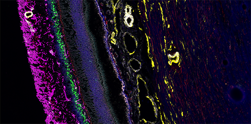 CODEX image of retina, courtesy of Dr. Angela Kruse at Vanderbilt University