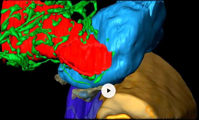 Image of nerve-bone interactions links to video clip in the journal Bone