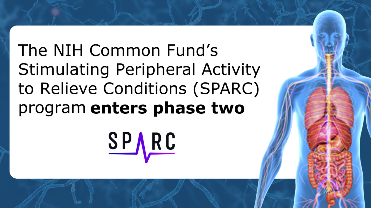 Image of man with nervous system highlighted and text "The NIH Common Fund's SPARC program enters phase two"