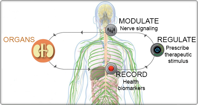 Illustration of how organs use the record, regulate, and modulate process to transmit nerve signals
