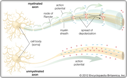 Illustration of two cell bodies, the one on top shows the action potential of the myelinated axon and the one on the bottom shows the action potential of the unmyelinated axon