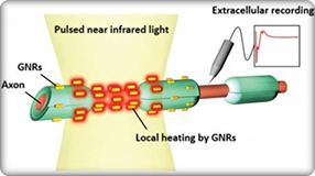 Illustration of an axon pulsed near infrared light with extracellular recording.