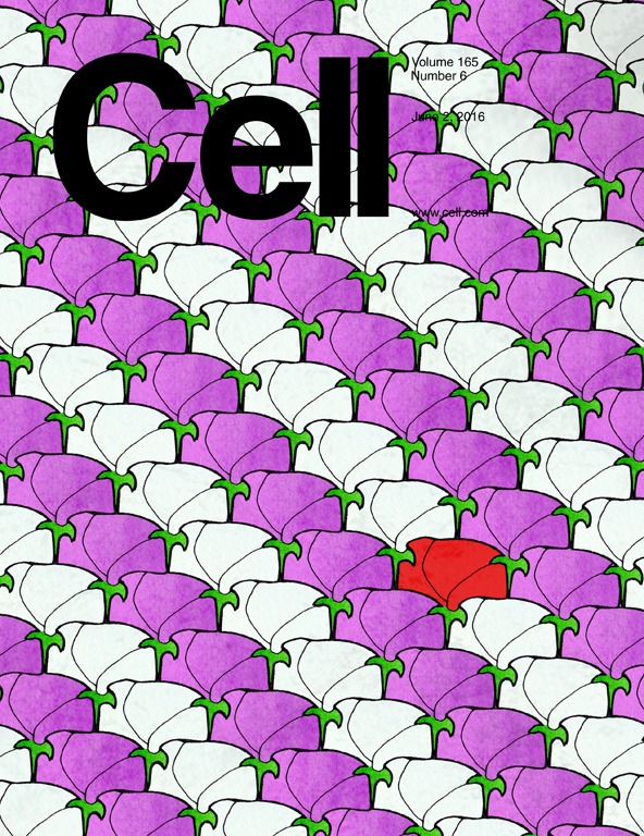 Cells Under microscope