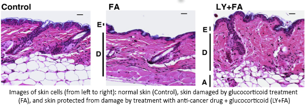 Images of skin cells 