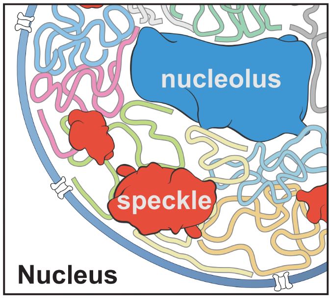 organization of chromosomes around nuclear bodies