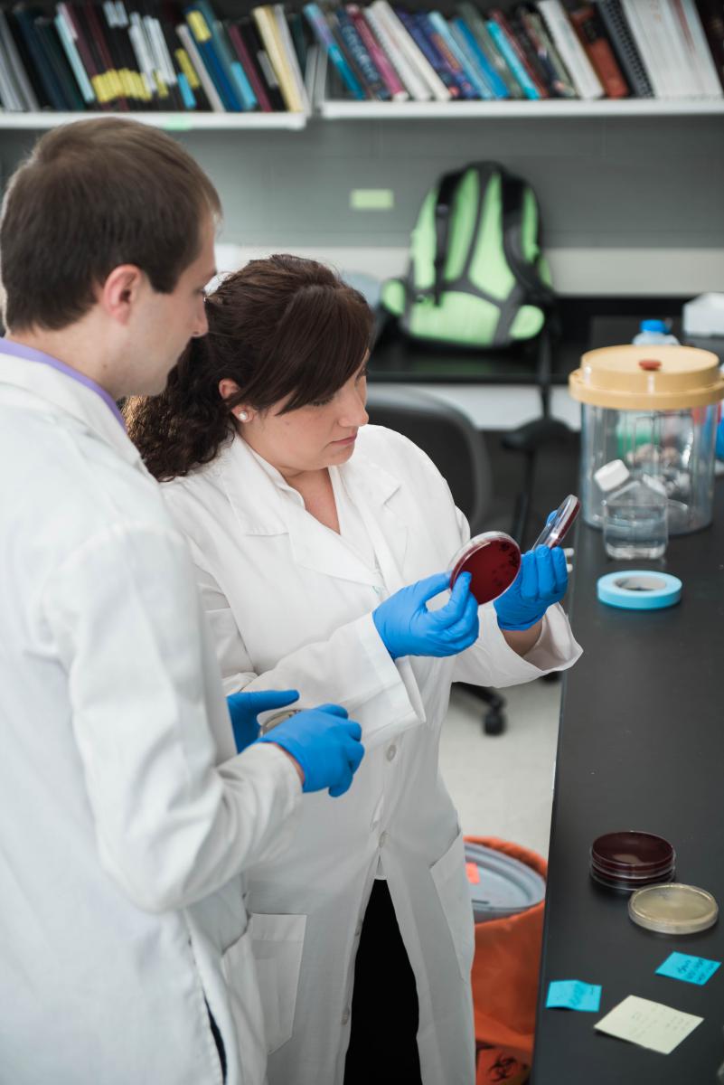 scientists looking at petri dishes