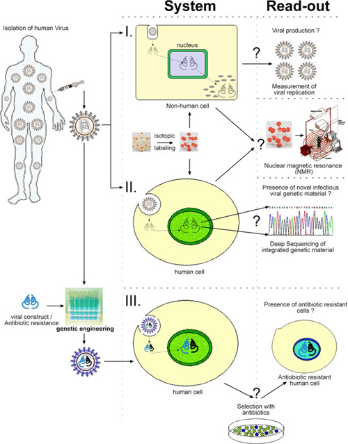 what are endogenous retroviruses