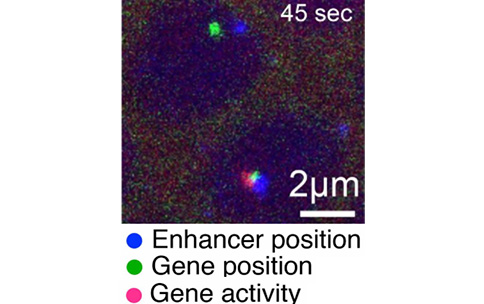 Close proximity of enhancer and target genes allows gene activation.