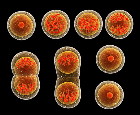Cells going through mitosis or cell division.