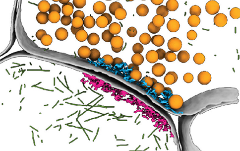 A processed reconstruction of a synapse from an electron tomogram. 