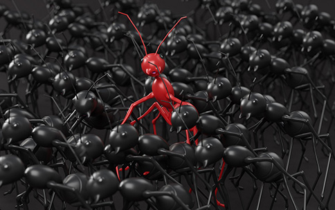 A red ant surrounded by black ants.