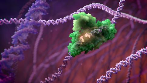 DNA Repair enzyme binds to double strand break.