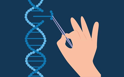 A genome editing tool increases lifespan in diseased mice.